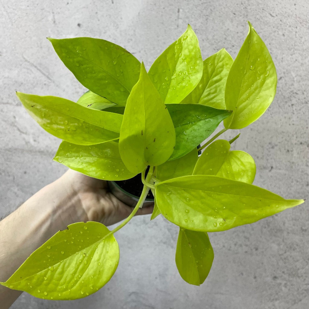 HOUSEPLANTS - NEON POTHOS - 4"
