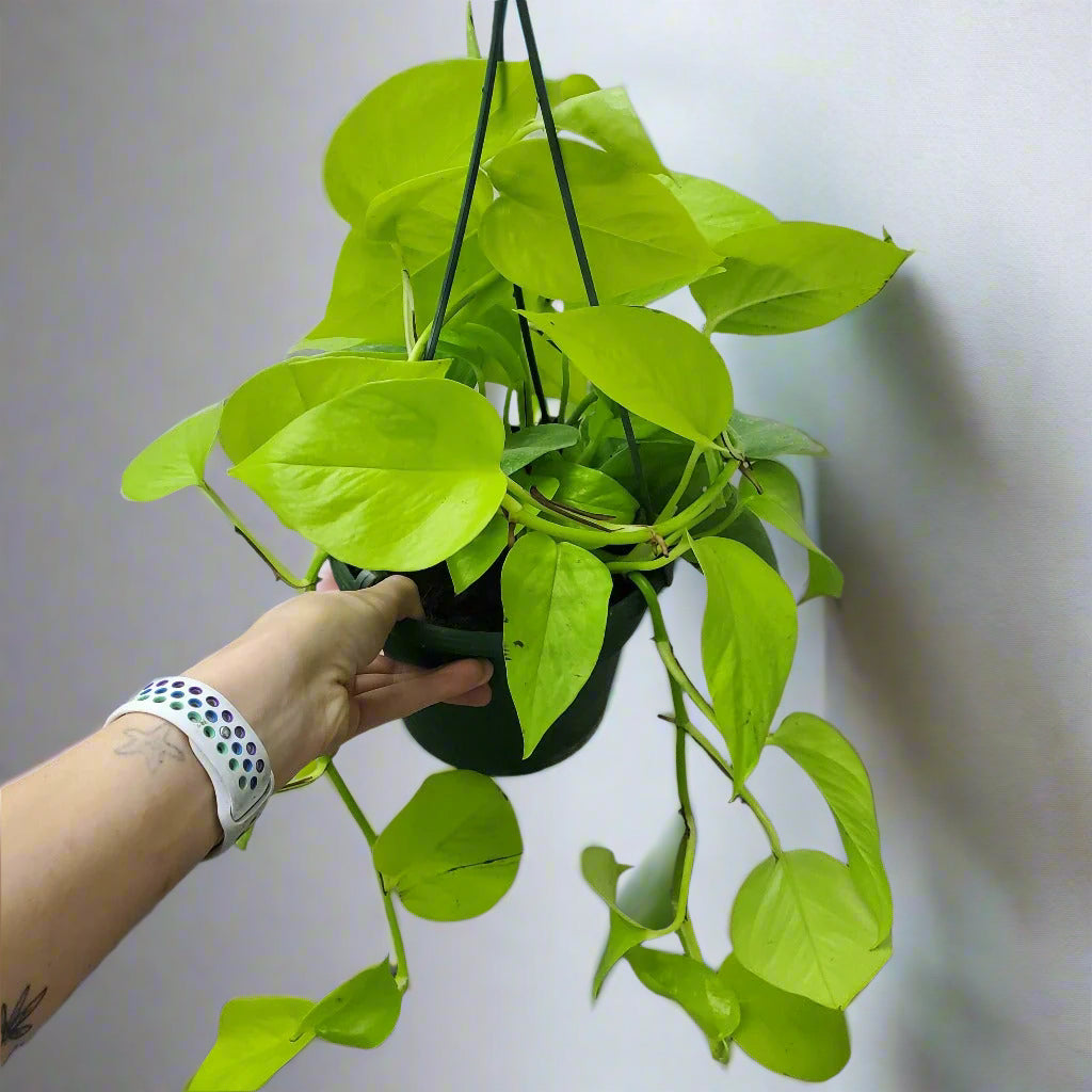 HOUSEPLANTS - NEON POTHOS - 6" HANGING