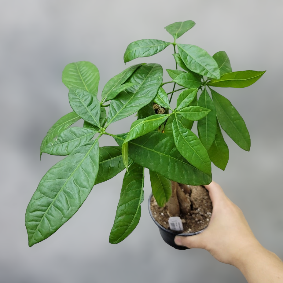 HOUSEPLANTS - PACHIRA AQUATICA - 4"