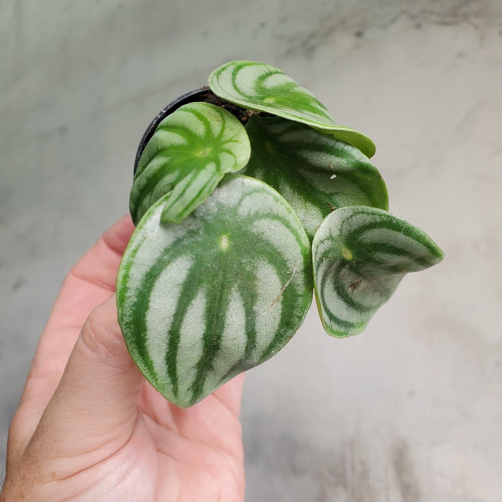 HOUSEPLANTS - PEPEROMIA ARGYREIA - 2"