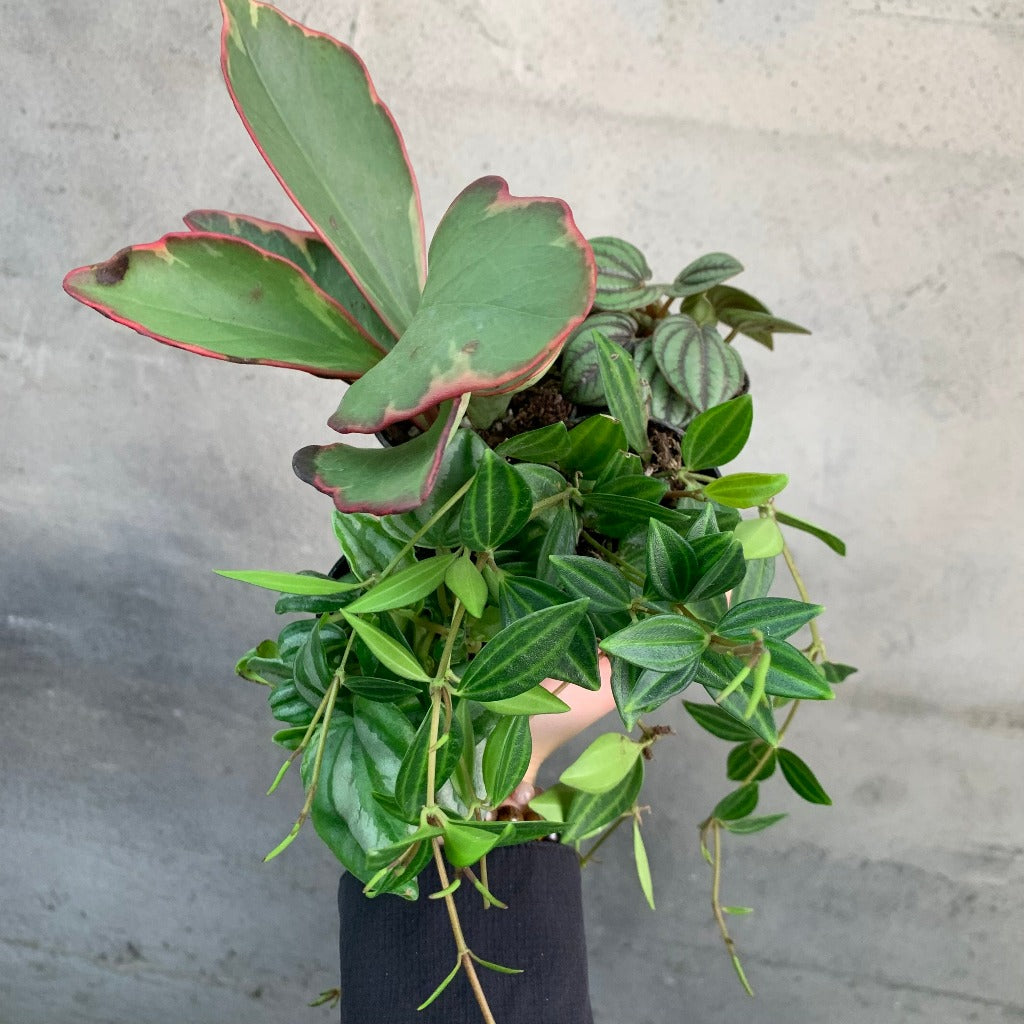 HOUSEPLANTS - PEPEROMIA ASST - 2"