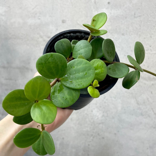HOUSEPLANTS - PEPEROMIA HOPE - 4"