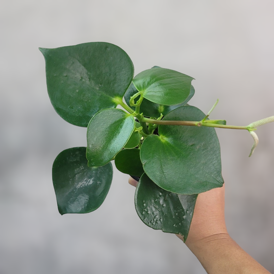 HOUSEPLANTS - PEPEROMIA POLYBOTRYA (RAINDROP) - 4"