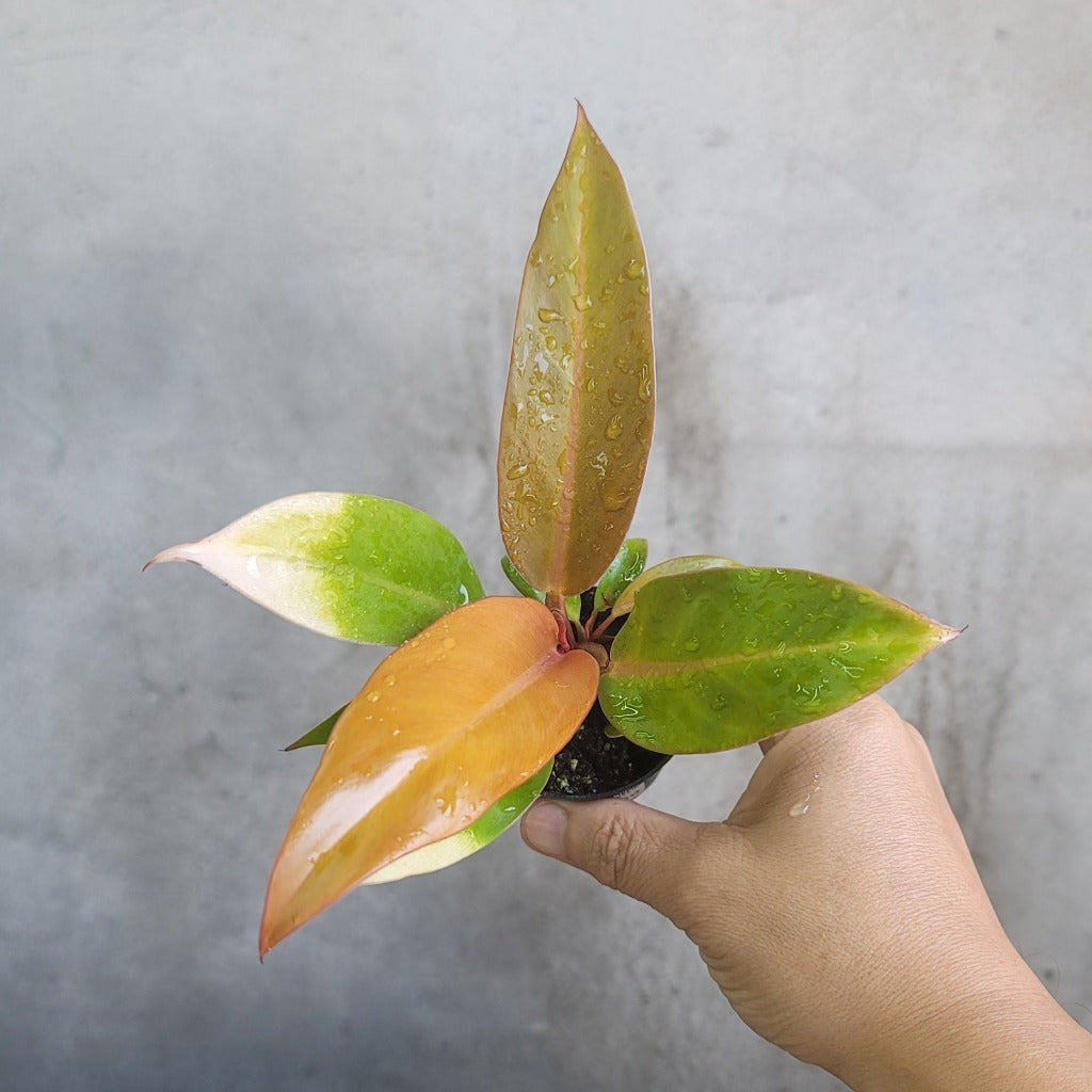 HOUSEPLANTS - PHILODENDRON PRINCE OF ORANGE - 2"