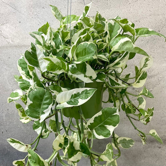 HOUSEPLANTS - POTHOS NJOY - 6" HANGING