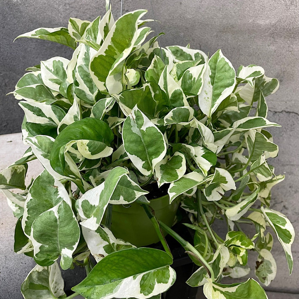 HOUSEPLANTS - POTHOS NJOY - 6" HANGING