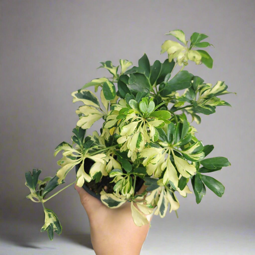 HOUSEPLANTS - SCHEFFLERA ARBORICOLA 'JANINE' - 4"