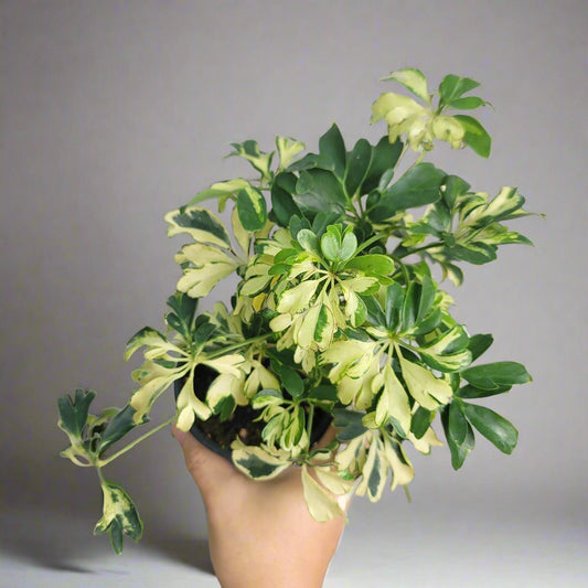 HOUSEPLANTS - SCHEFFLERA ARBORICOLA 'JANINE' - 4"