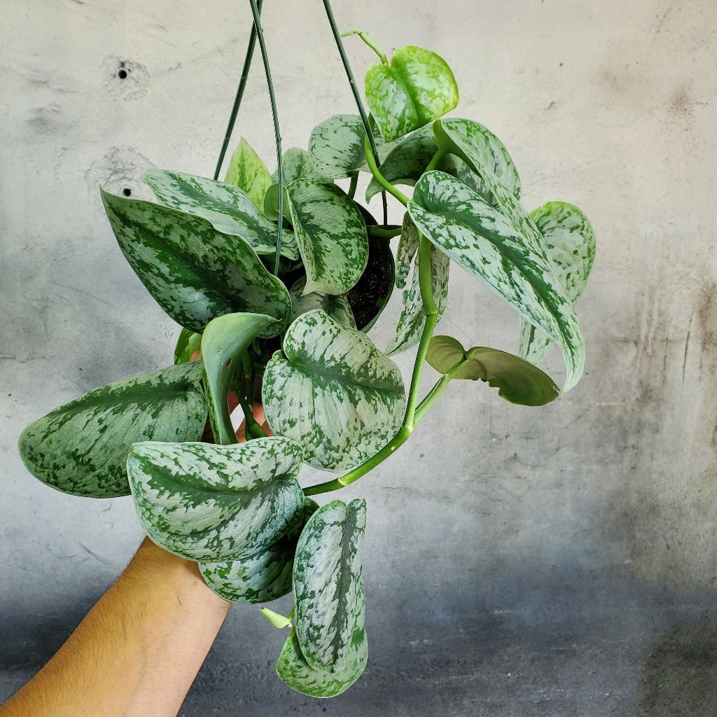 HOUSEPLANTS - SCINDAPSUS EXOTICA - 6" HANGING