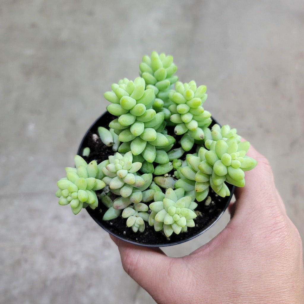 HOUSEPLANTS - SEDUM MORGANIANUM ' BURRITO' - 4"