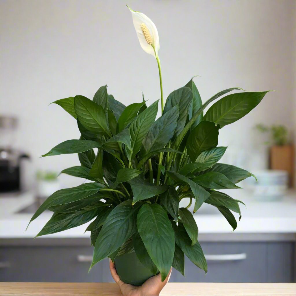 HOUSEPLANTS - SPATHIPHYLLUM "PEACE LILY" (PROMO) - 6"
