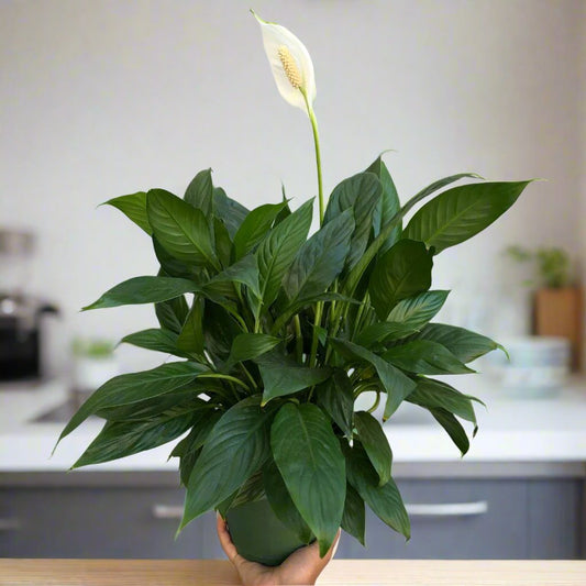 HOUSEPLANTS - SPATHIPHYLLUM "PEACE LILY" (PROMO) - 6"