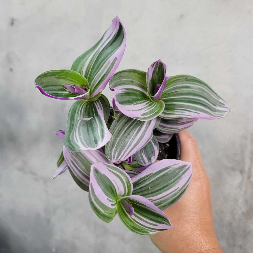 HOUSEPLANTS - TRADESCANTIA NANOUK - 4"