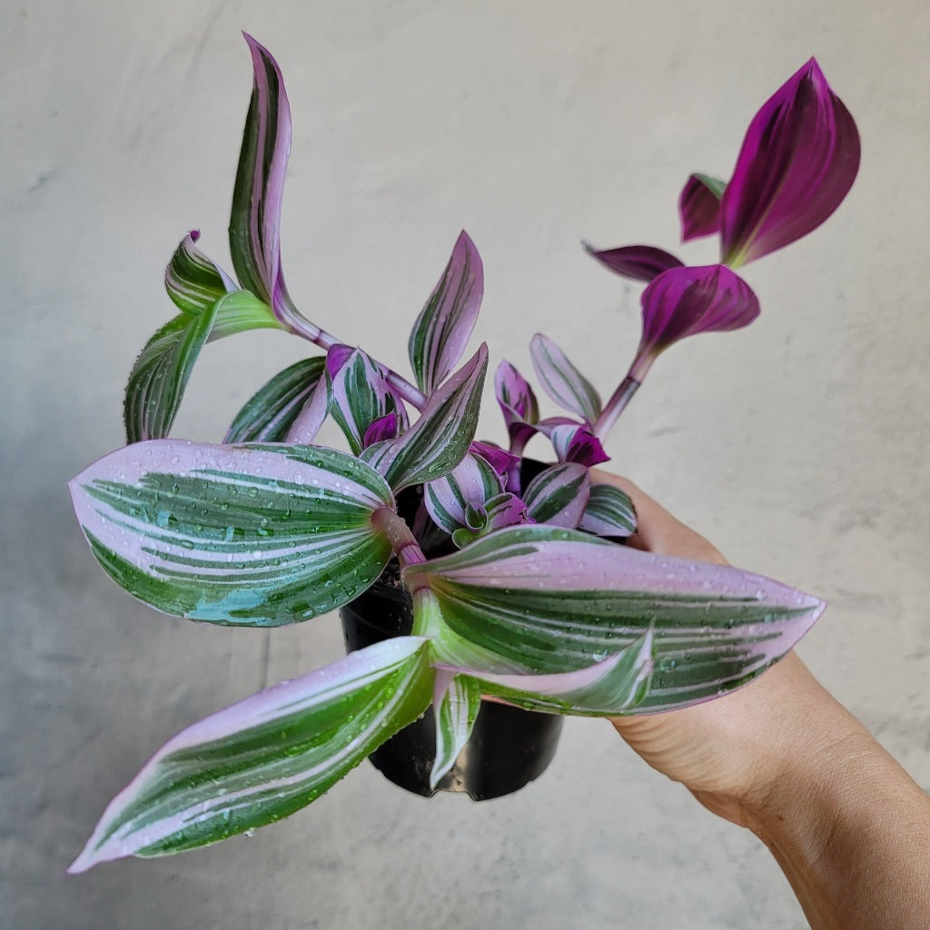 HOUSEPLANTS - TRADESCANTIA NANOUK - 4"