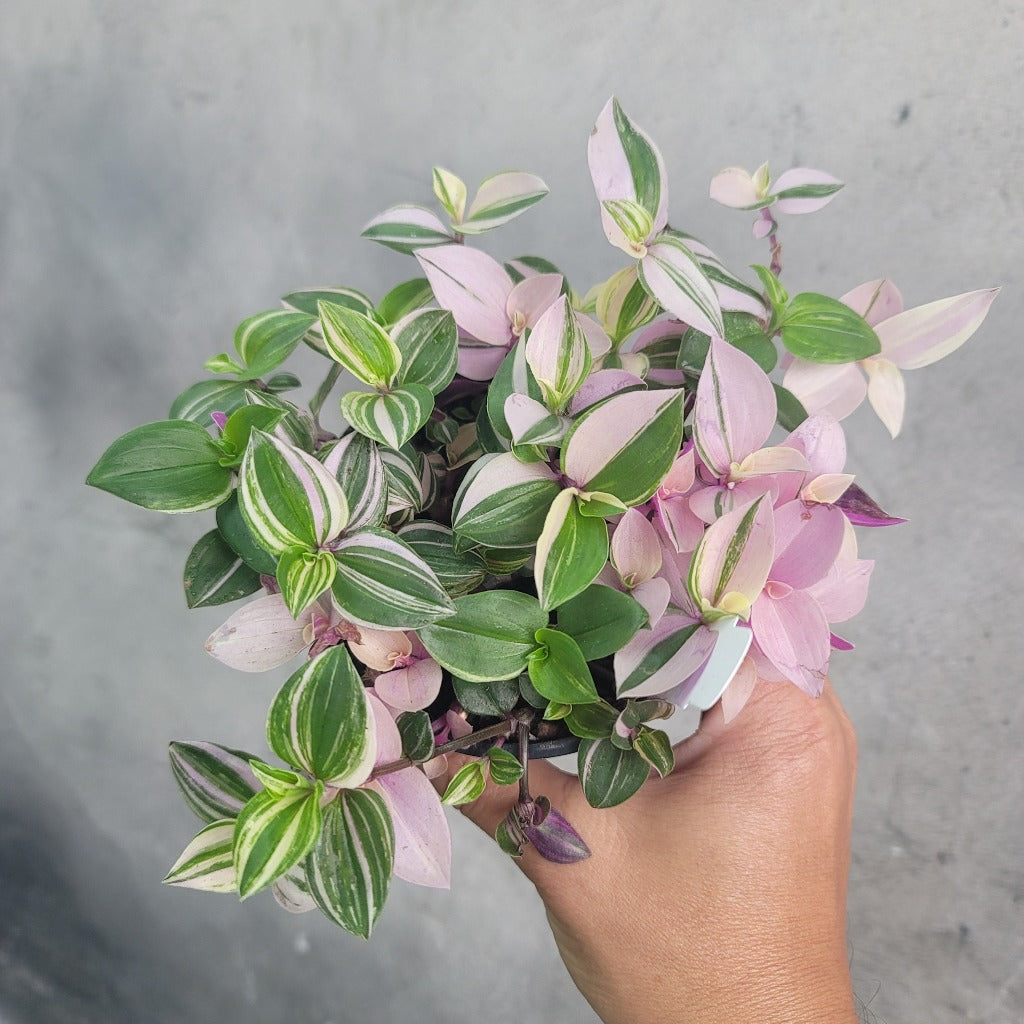 HOUSEPLANTS - TRADESCANTIA PINK PRINCESS - 4"