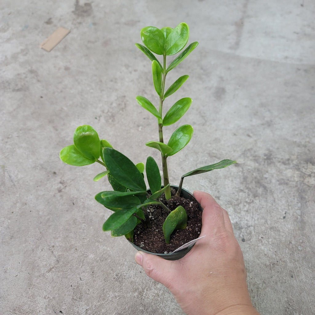 HOUSEPLANTS - ZZ LUCKY PLANT - 4"