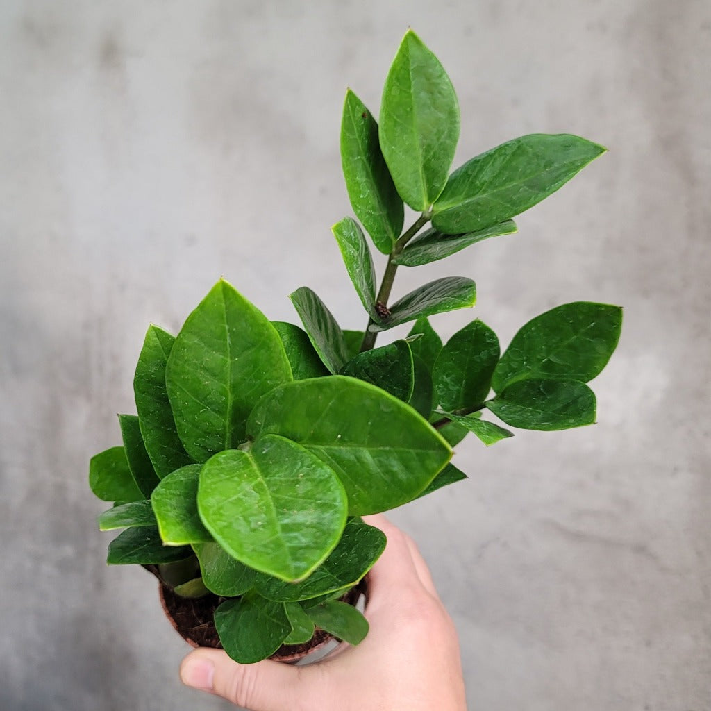 HOUSEPLANTS - ZZ PLANT - 4"