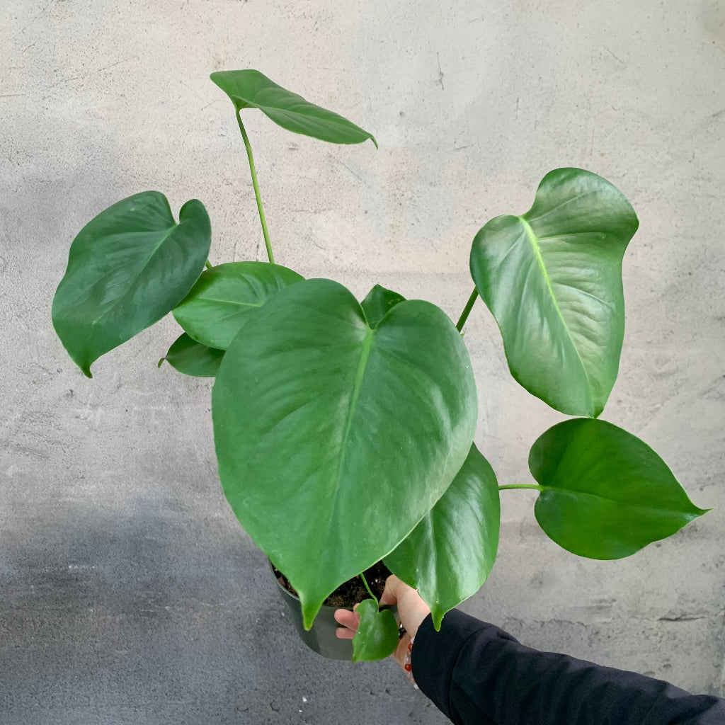 Monstera deliciosa (juvenile) - 6"