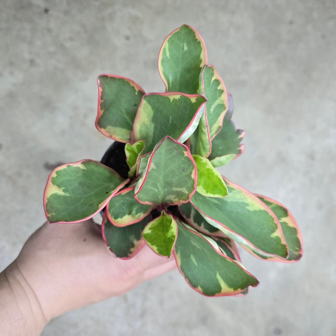Let's talk Peperomia plants