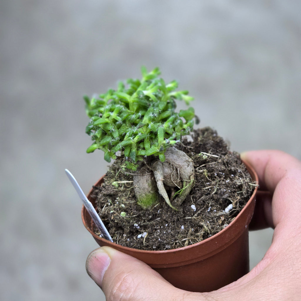 What is a caudex plant?
