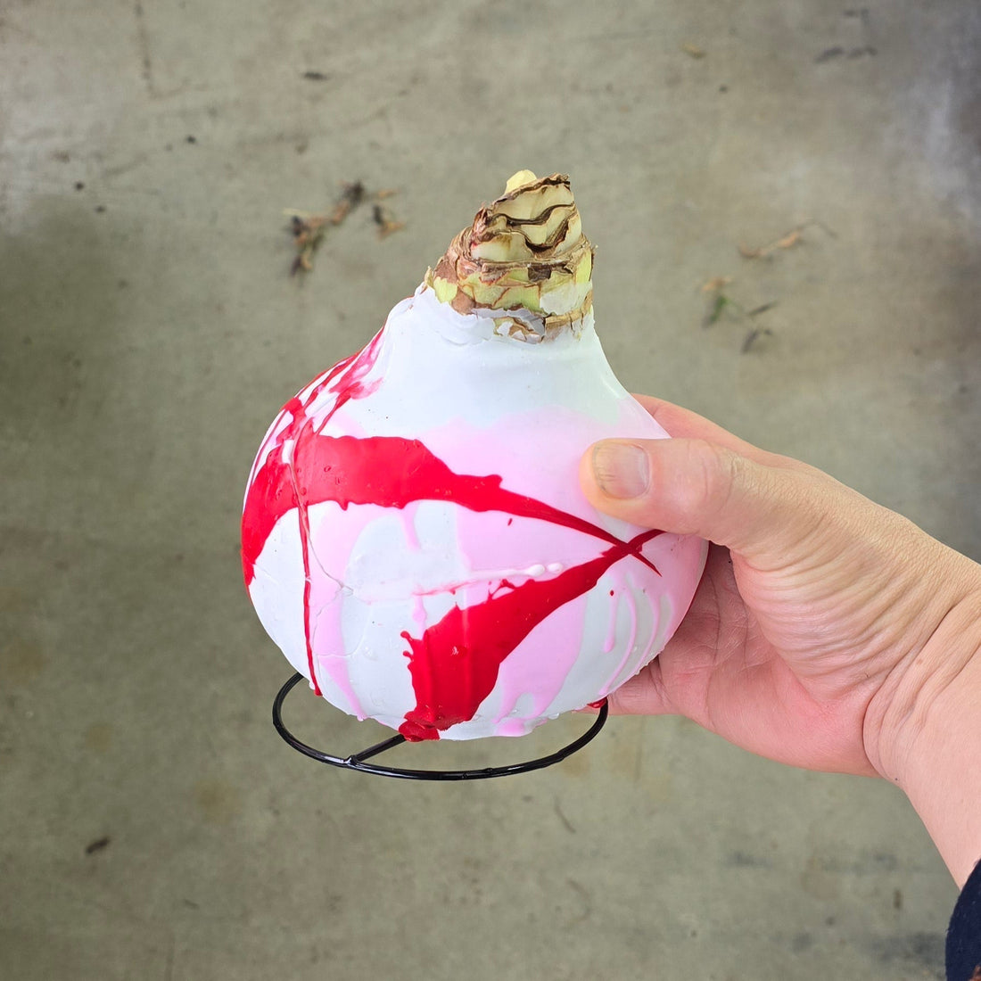 Valetine's Amaryllis Bulb