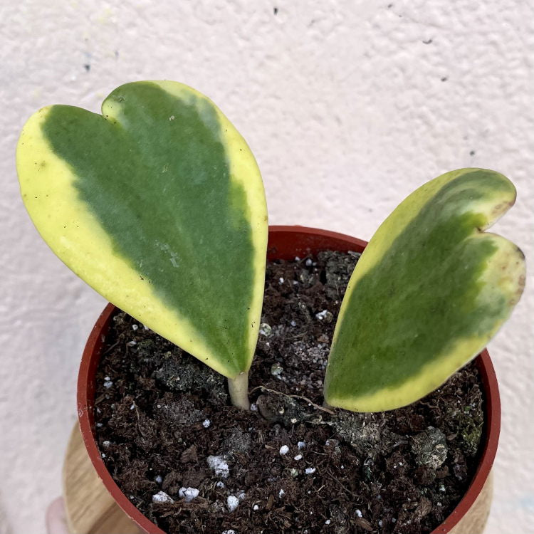 HOYA KERRII VARIEGATED