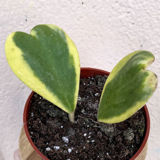 HOYA KERRII VARIEGATED
