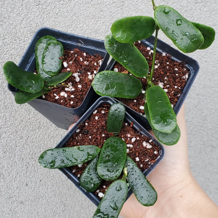 HOYA ROTUNDIFLORA