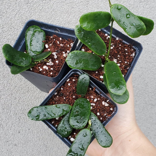 HOYA ROTUNDIFLORA
