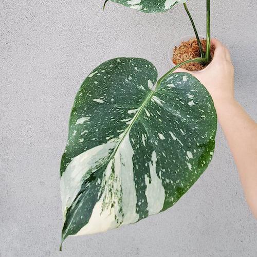 MONSTERA THAI CONSTELLATION