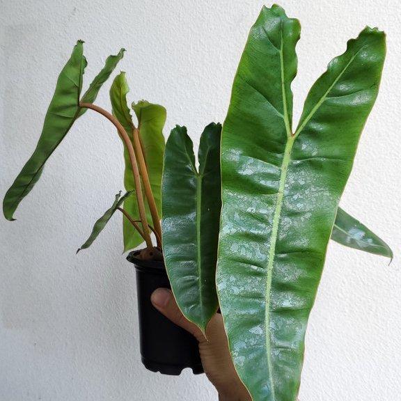 PHILODENDRON BILLIETIAE