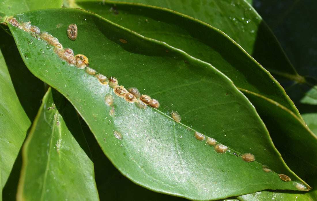 How to ID Common Houseplant Pests