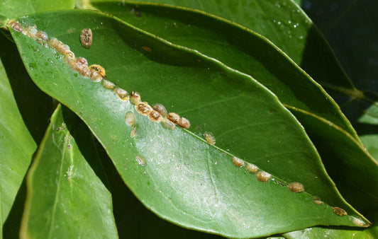 How to ID Common Houseplant Pests