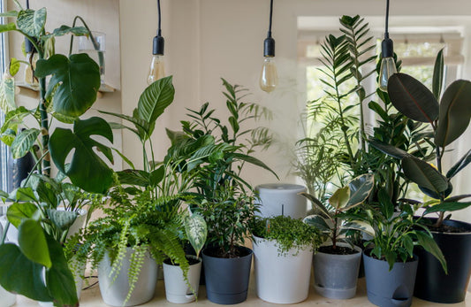 grow lights