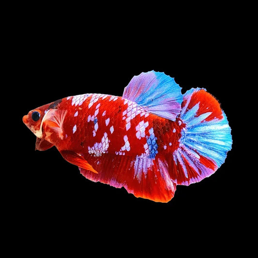How To Care for Betta Fish