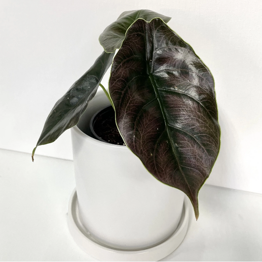 alocasia-azlanii