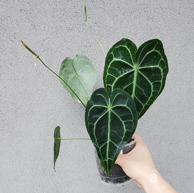 ANTHURIUM CLARINERVIUM