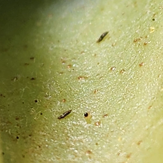 Thrips Be Gone: how to get rid of thrips