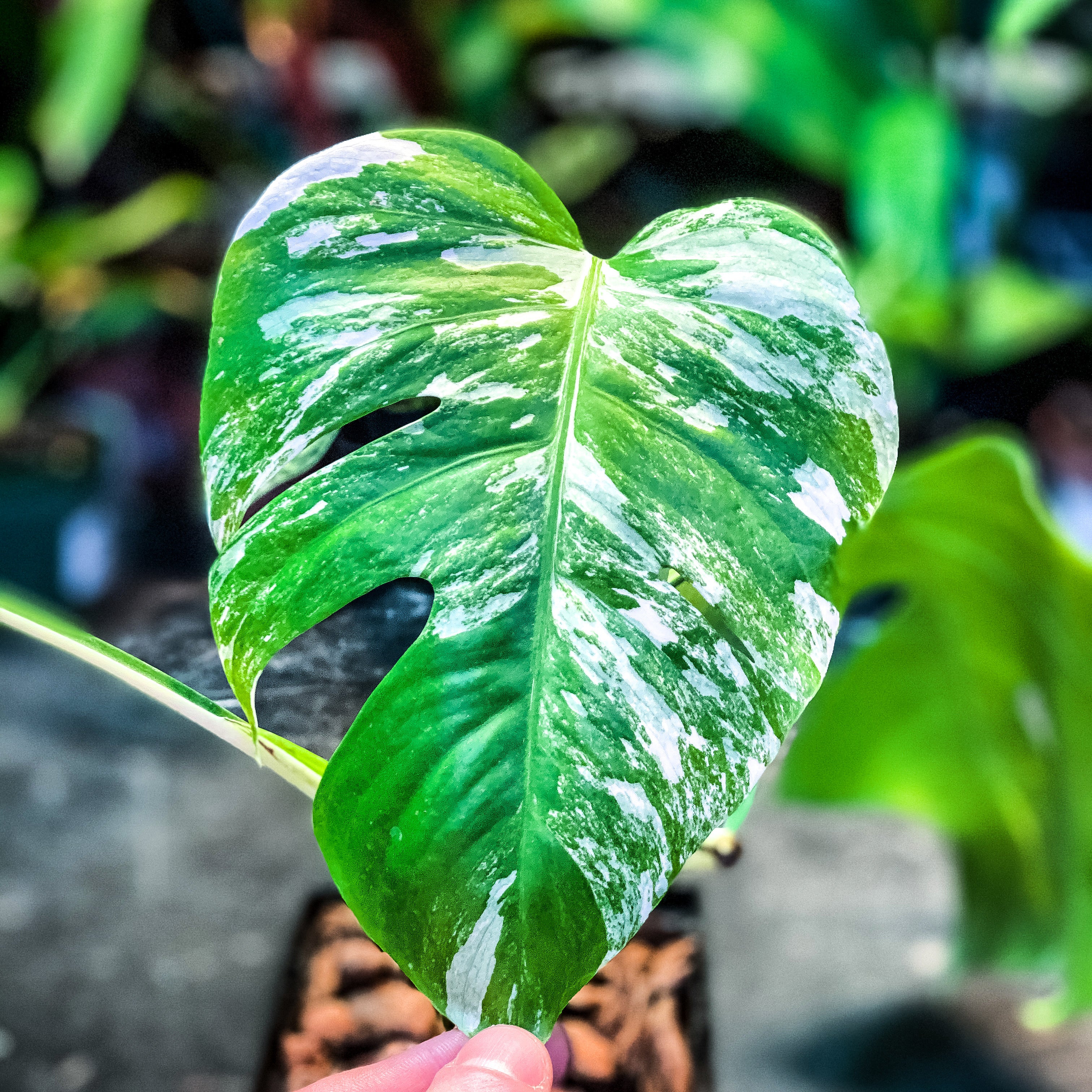 PLANT STORE