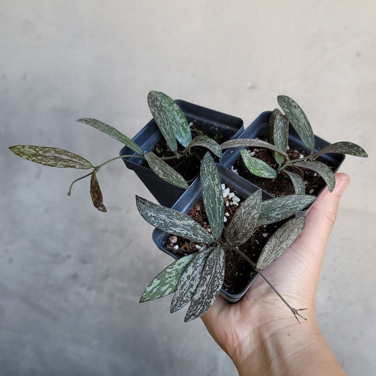 HOYA SIGILLATIS