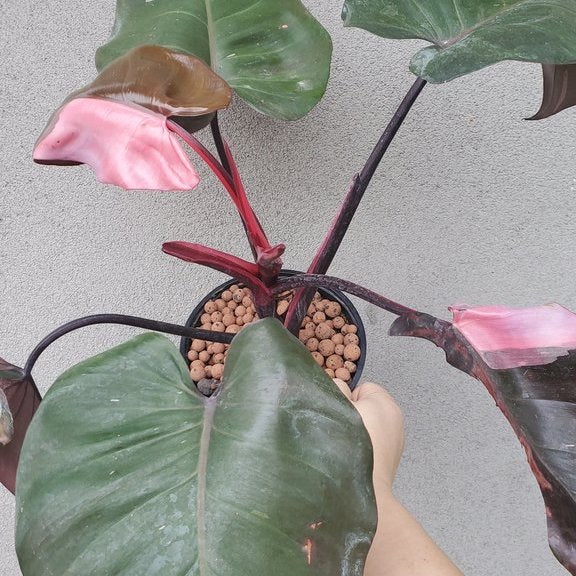 PHILODENDRON PINK PRINCESS