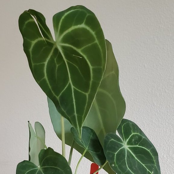ANTHURIUM CLARINERVIUM