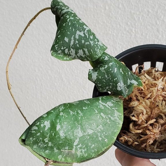 HOYA IMBRICATA