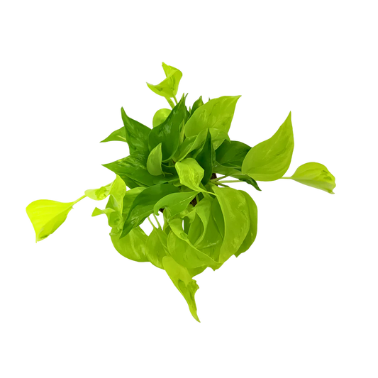 Epipremnum 'Sao Paulo' - 4"
