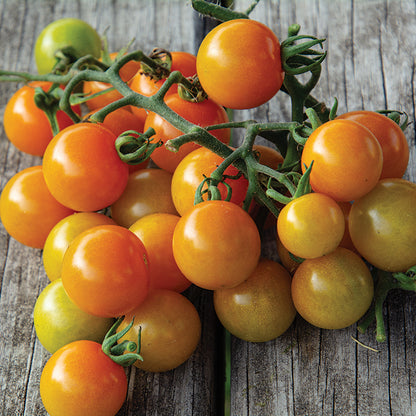 Tomato 'Sun Gold' - 3.5"