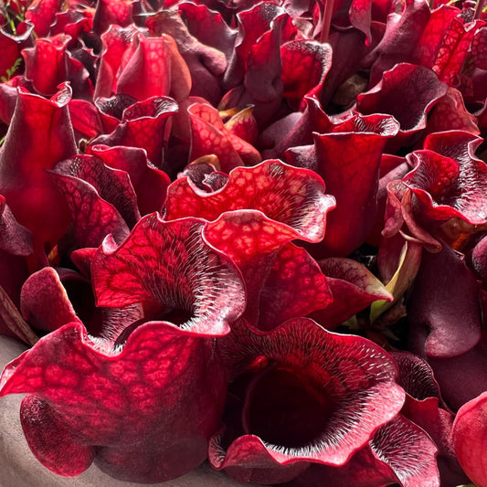 Sarracenia purpurea subsp. venosa - 2"