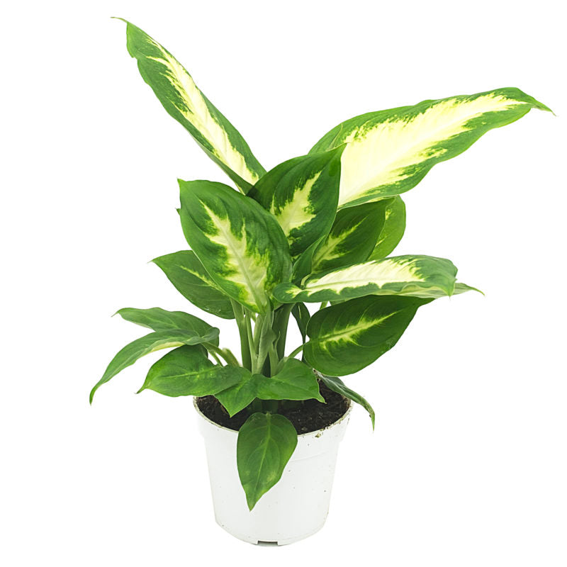 Dieffenbachia Camille - 4"