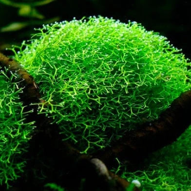Riccia - 2"