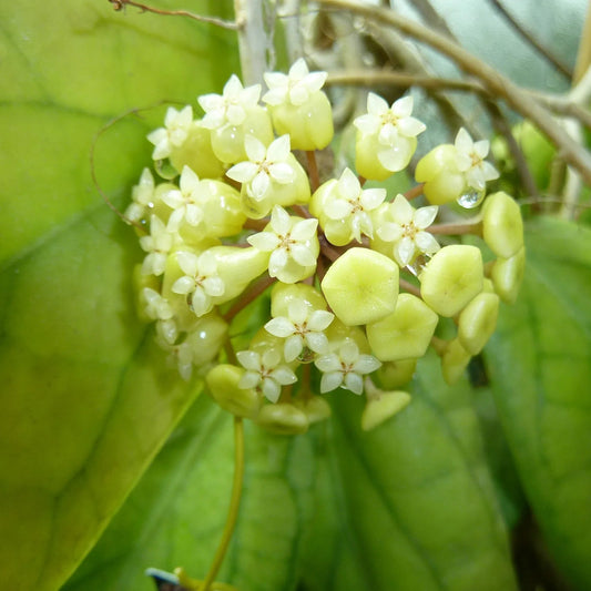 Hoya vitellinoides - 4"