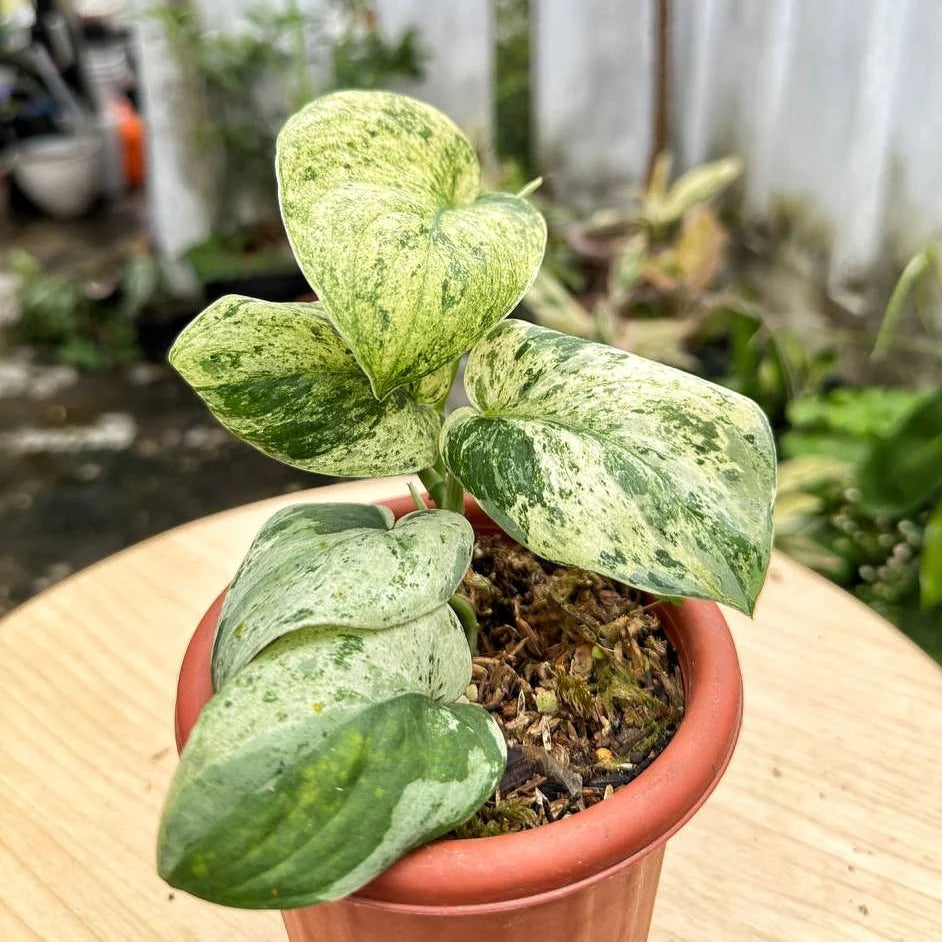 Scindapsus 'Marble  Queen' - 4"
